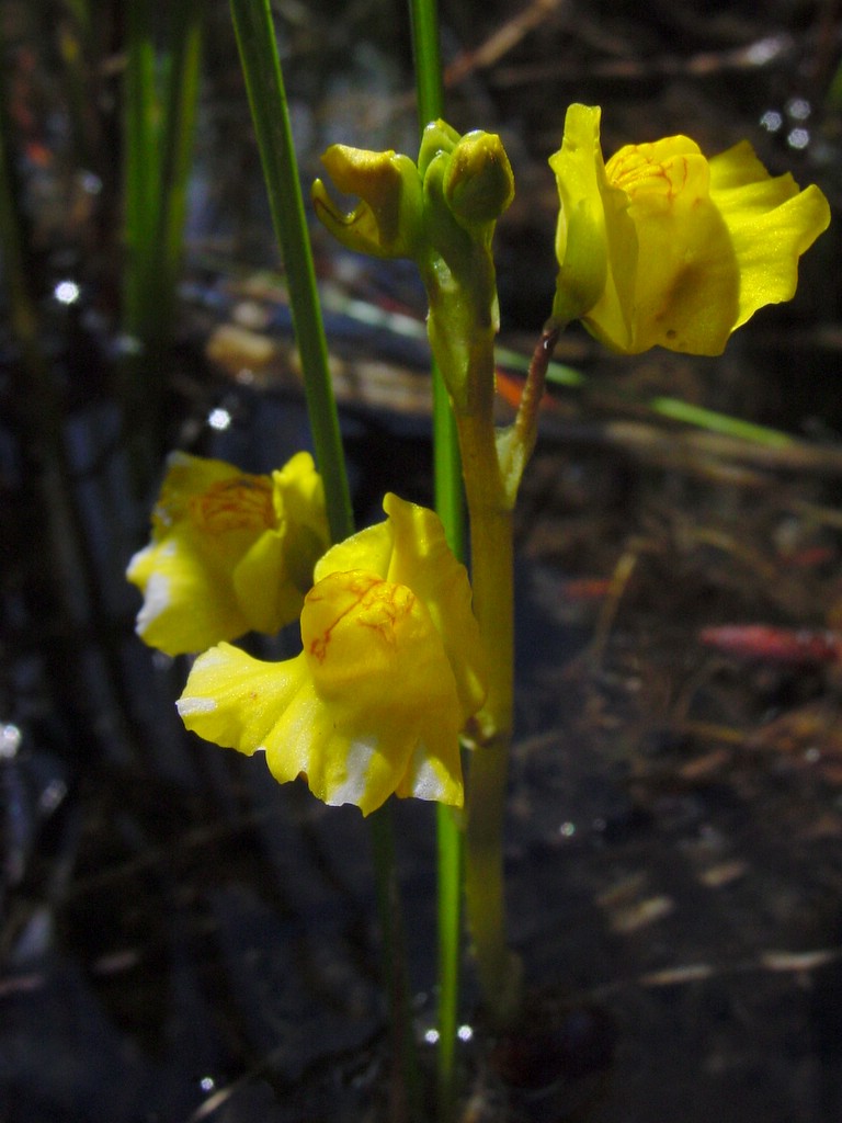 Utricularia macrorhiza