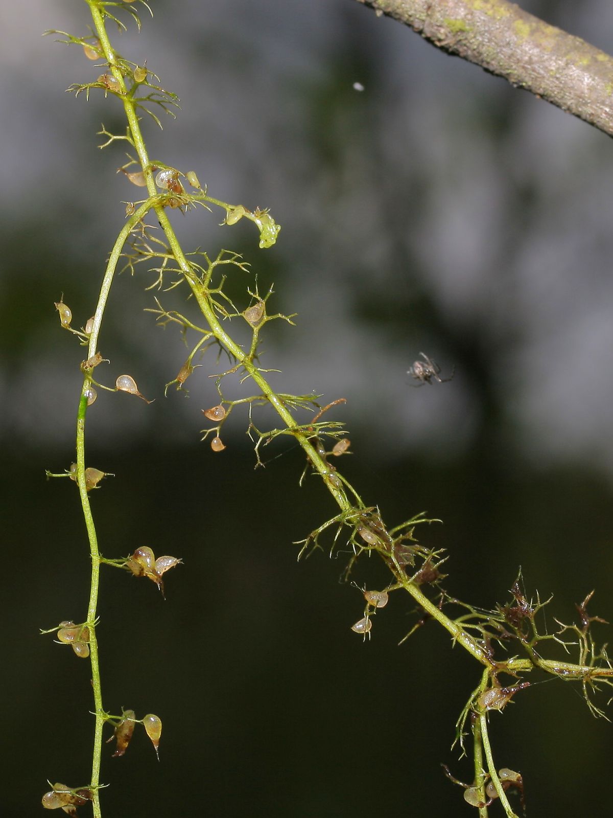 Utricularia minor