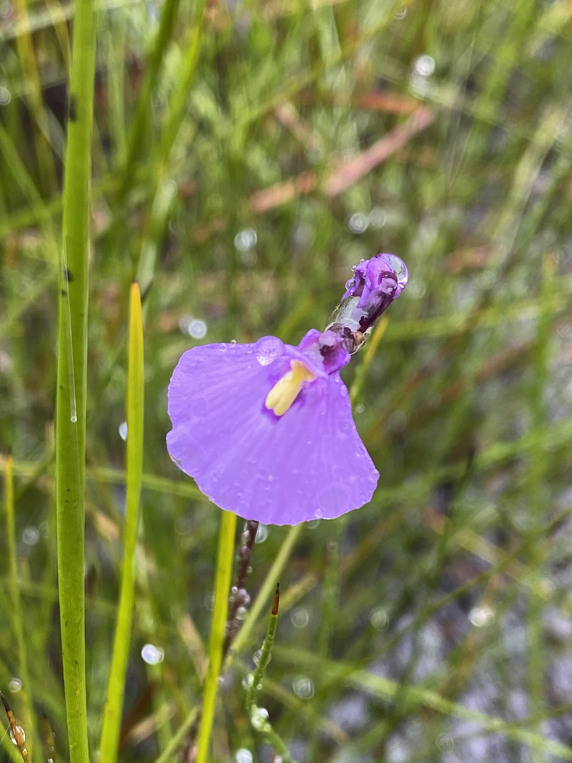 Utricularia monanthos