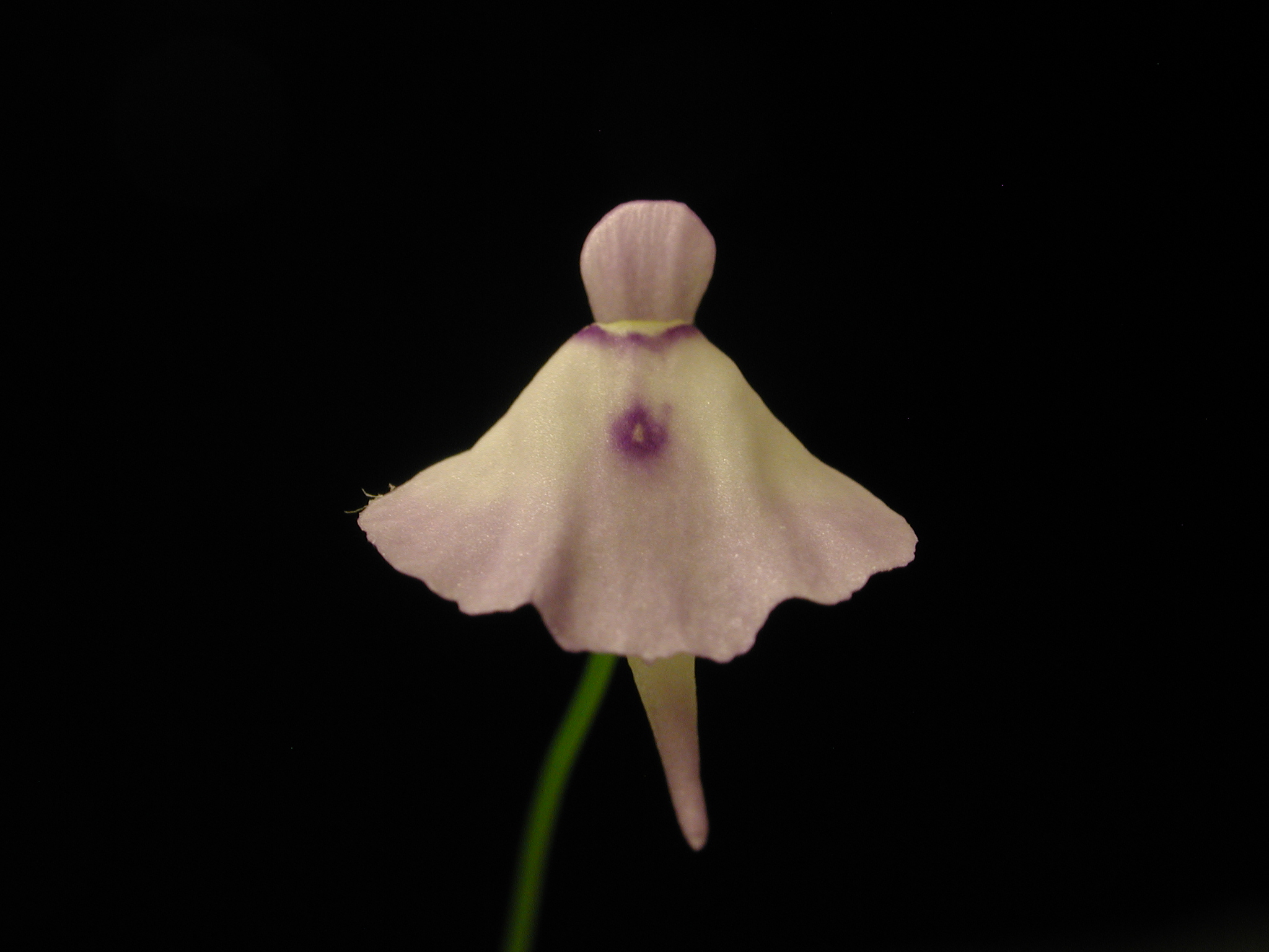 Utricularia pubescens