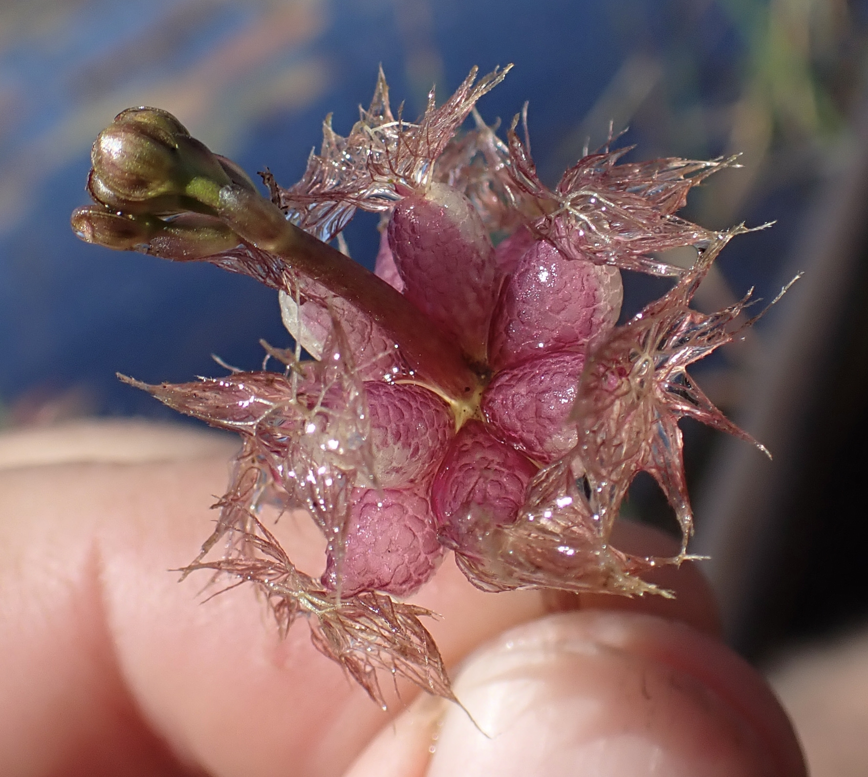 Utricularia stellaris