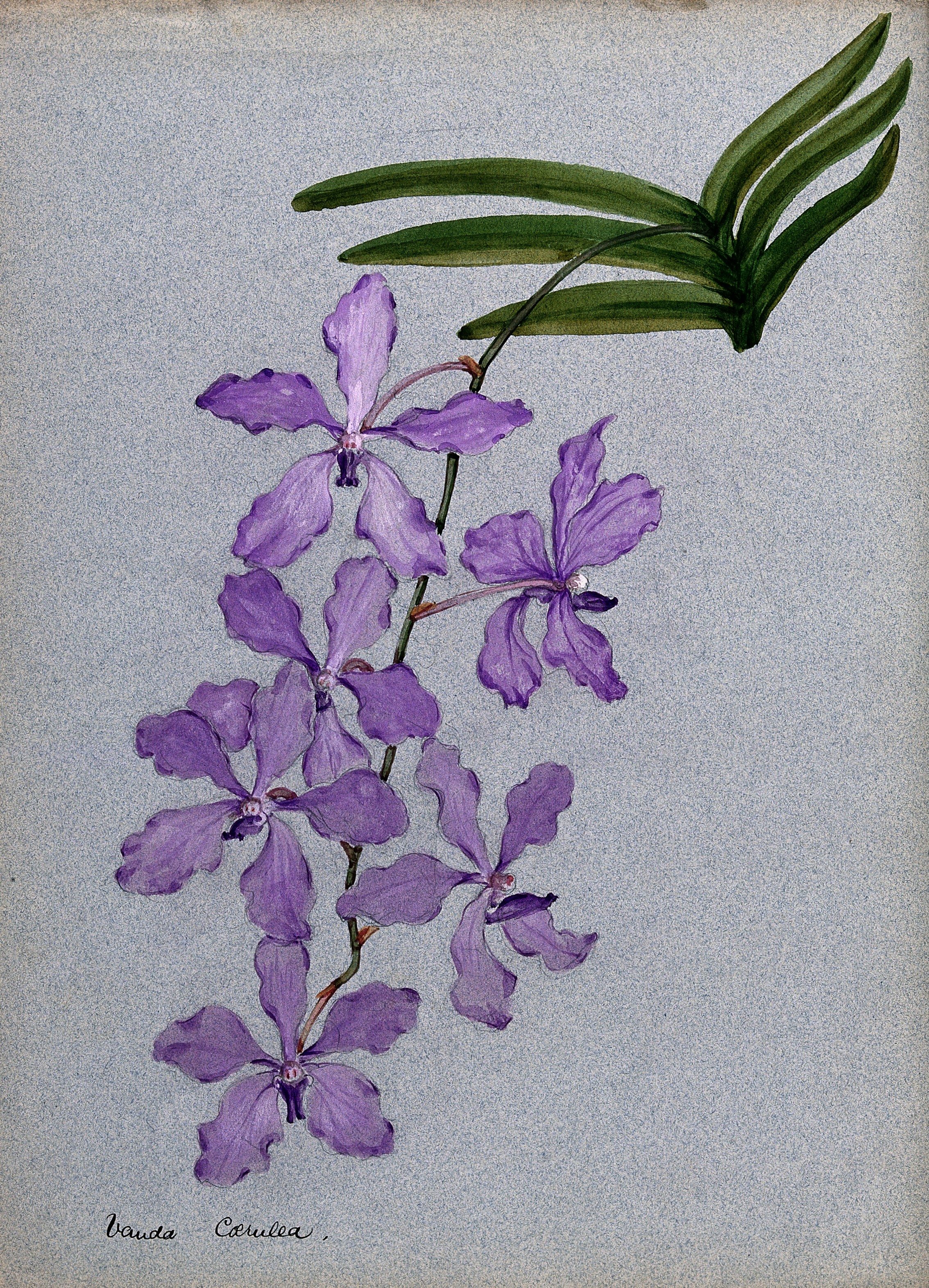 Vanda