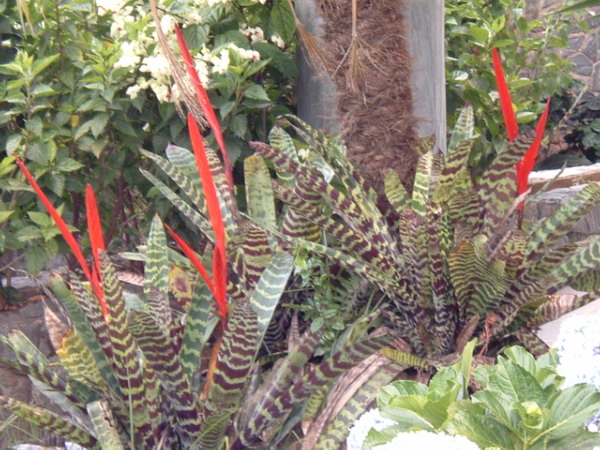 Vriesea