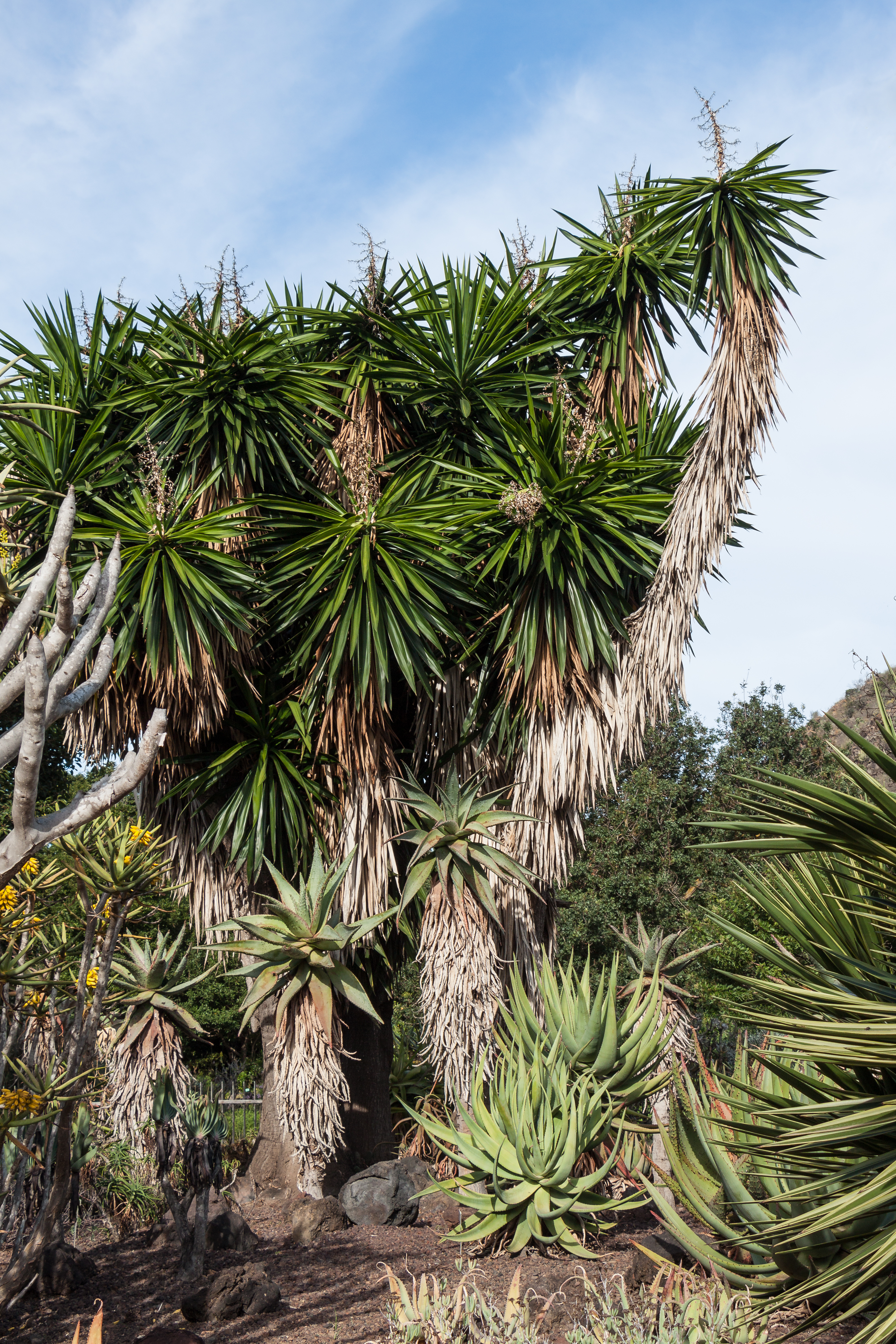Yucca