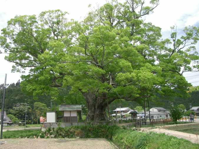 Zelkova