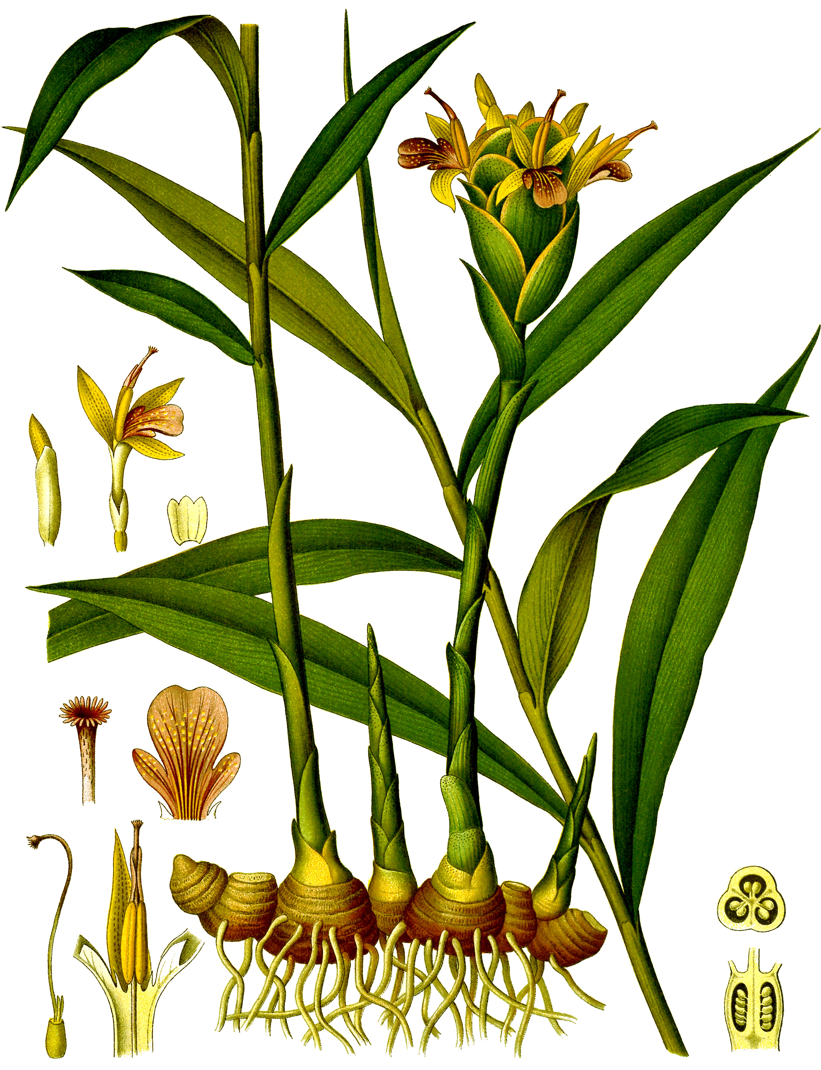 Zingiber